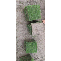 海南台湾草块皮供应 