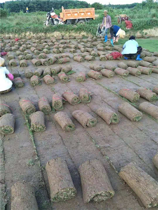 海南台湾草卷 