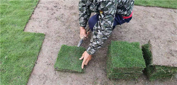 海南台湾草皮种植 