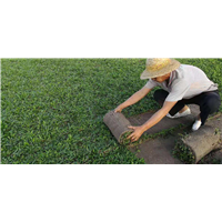 海南大叶油草卷价格 