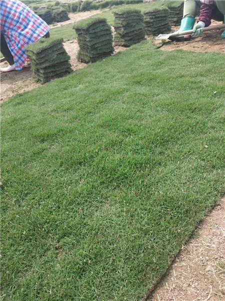 海口草皮基地