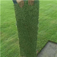 海南夏威夷草卷 