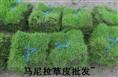 马尼拉草皮批发-海南马尼拉草皮公司 