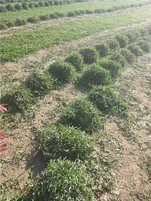 海南大叶油草块 