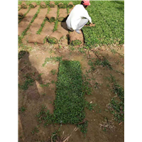 海南大叶油草卷种植 