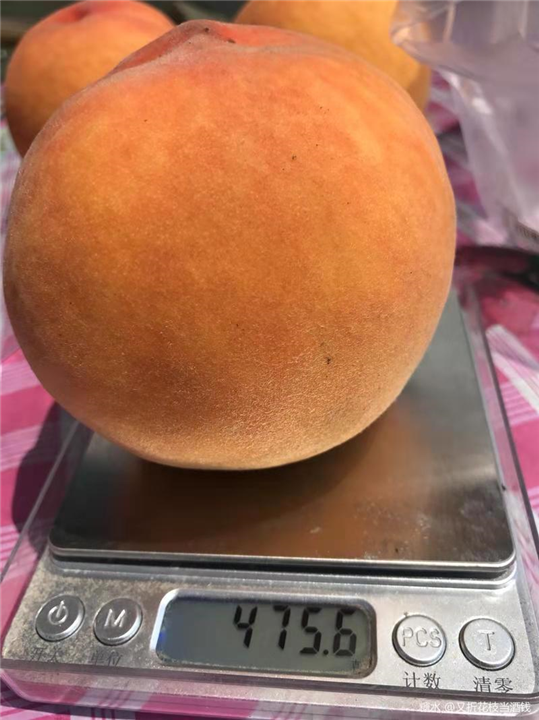 安微美脆蜜桃、安徽美脆蜜桃供应 