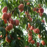 安徽极早蜜蟠 、砀山极早蜜蟠供应 