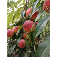 金丽甜油桃 