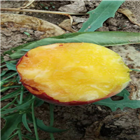 黄金蜜