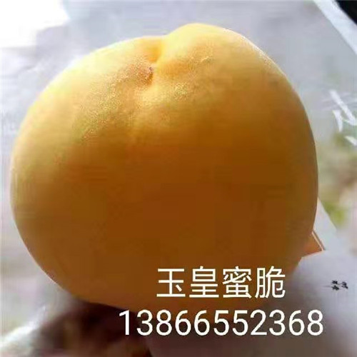 玉皇蜜脆