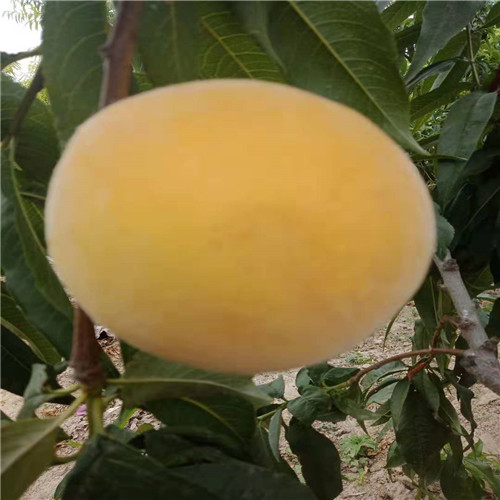 金魁桃