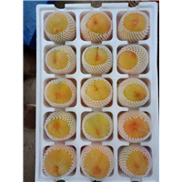 安徽黄金脆蜜、砀山黄金脆蜜供应 