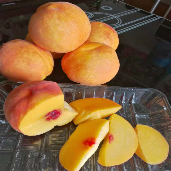 合肥黄蟠桃苗，芜湖黄蟠桃苗