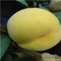 玉皇蜜