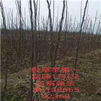 富藤金果