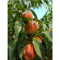 安徽中秋蜜脆、砀山中秋蜜脆 