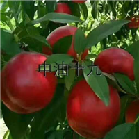 安徽红蜜巨油苗 、砀山红蜜巨油苗 