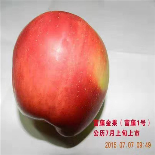 富藤金果