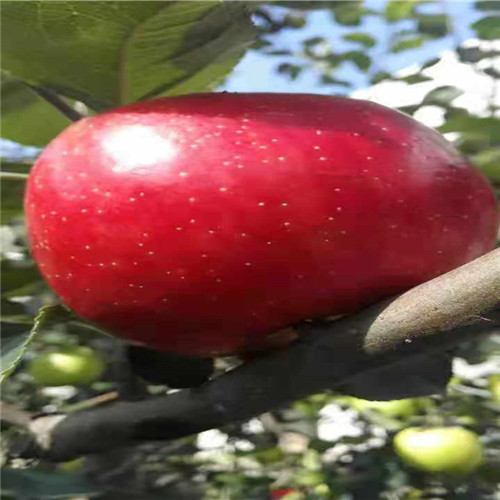 富藤金果