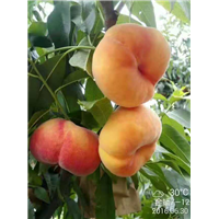 安徽黄蟠蜜脆 、砀山黄蟠蜜脆 