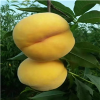 玉皇蜜脆