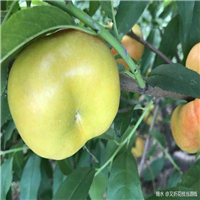 湖北风味太后、四川风味太后 