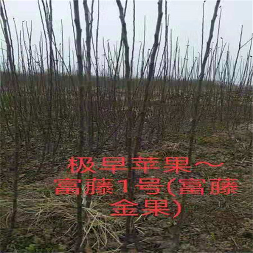 富藤金果 