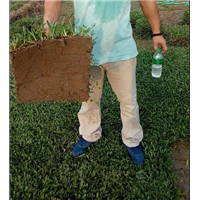 量大价优/广东增城大叶油草 
