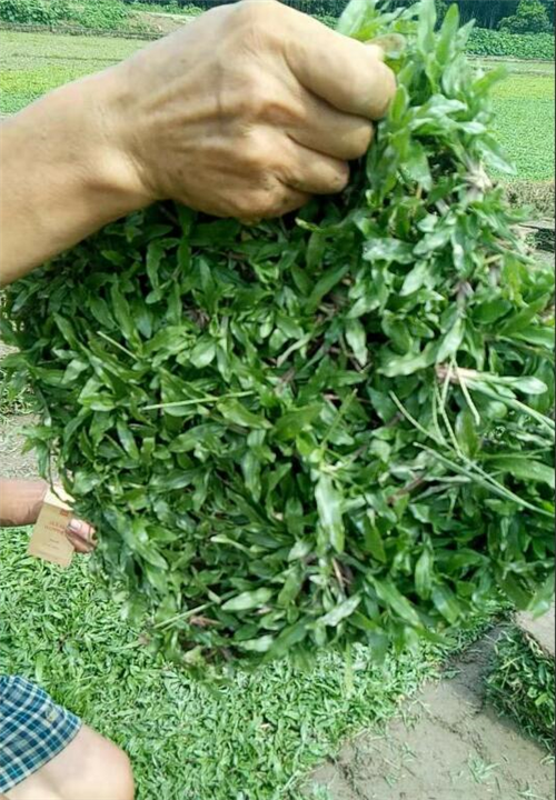 大叶油草/绿茵草业
