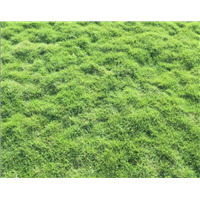台湾草坪/绿茵草业