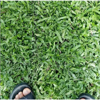 量大价优/广东增城大叶油草 