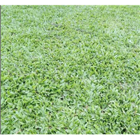 量大价优/广东增城大叶油草 