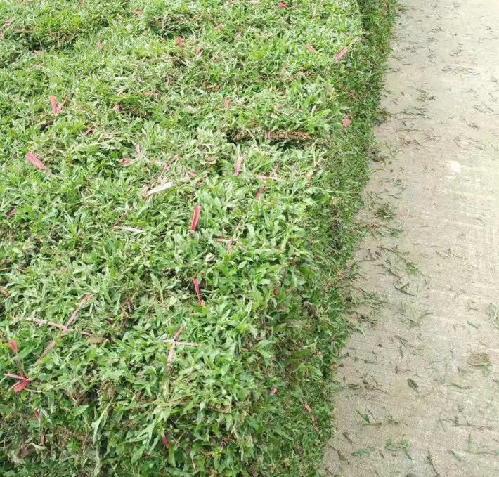 量大价优/广东增城大叶油草 
