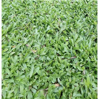 量大价优广东增城大叶油草 