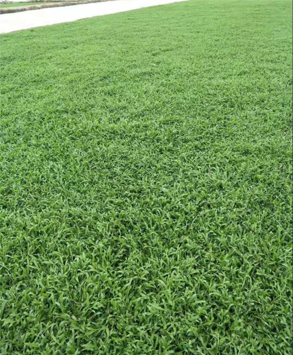 量大价优/广东增城大叶油草 