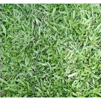 量大价优/广东增城大叶油草 