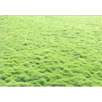 台湾草坪/绿茵草业