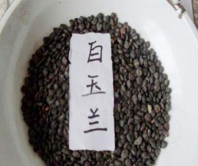 白玉兰种子 