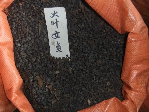 供应江苏花木种子-大叶女贞种子