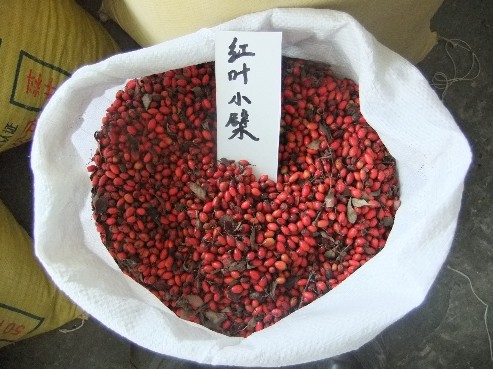 批发江苏花木种子-红叶小檗种子