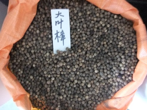 出售江苏花木种子-大叶樟种子