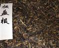 板蓝根种子 