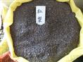 出售江苏花木种子-杜梨种子