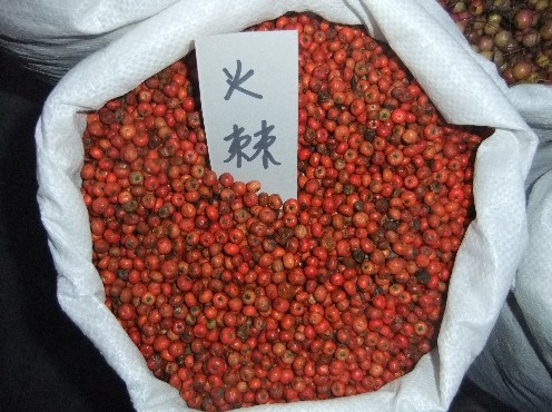 批发江苏花木种子-火棘种子