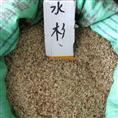 江苏花木种子-水杉种子