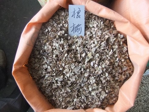 批发江苏花木种子-桹榆种子