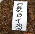暴马丁香种子 