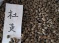 出售江苏花木种子-杜英种子