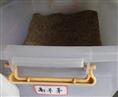 高羊茅种子 