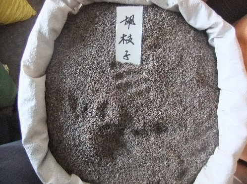 江苏花木种子-胡枝子种子